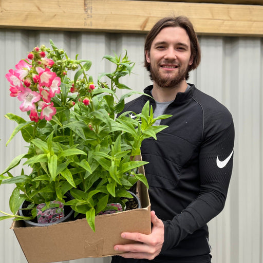 5 x Penstemon (5 x 1.5L Pots) -