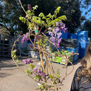 Wisteria Brachybotrys ikon yama fuji - 6.5L -