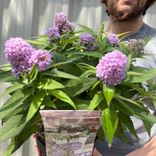 Buddleja 'Butterfly Candy Little Lila' 9cm/1L/3L -