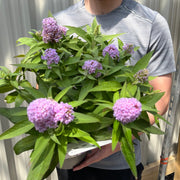 Buddleja 'Butterfly Candy Little Lila' 9cm/1L/3L -