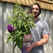 Buddleja Butterfly Candy 'Little Purple' 1/3L -