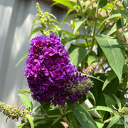 Buddleja Butterfly Candy 'Little Purple' 1/3L -