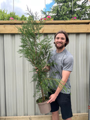 Potted Green Leylandii Hedging Conifers (Multi-buy Offers Available) -