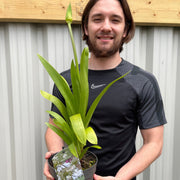 Agapanthus 'Windsor Grey' 2L -