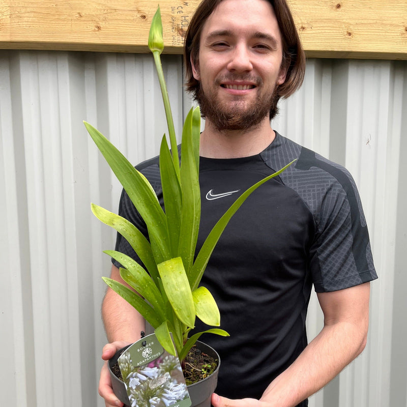 Agapanthus 'Windsor Grey' 2L -