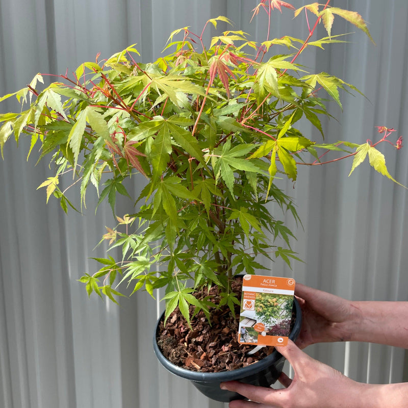 Acer palmatum 'Katsura' 2L -