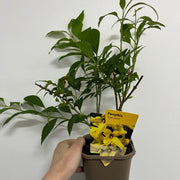 Forsythia x intermedia 'Lynwood' 1L -