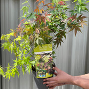 Acer palmatum 'Festival' 3L -