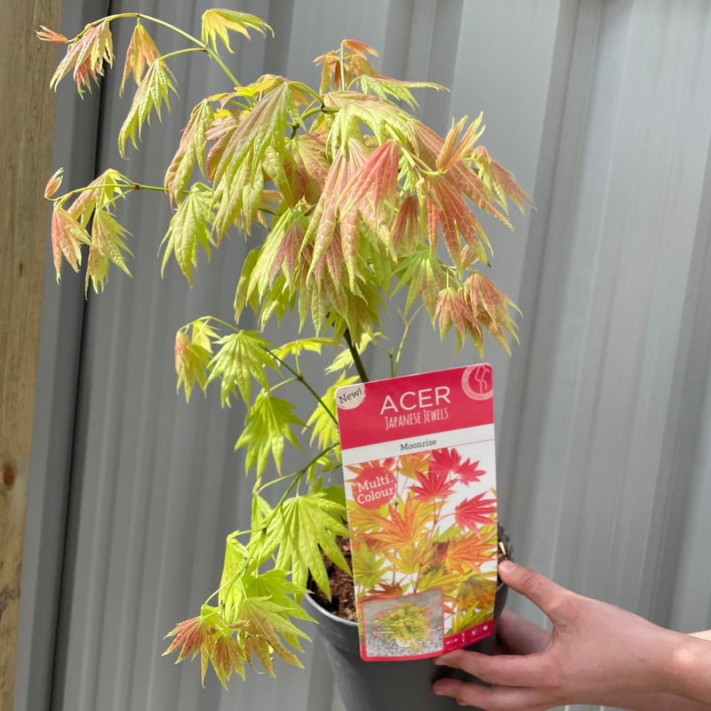 Acer shirasawanum 'Moonrise' 3L (60cm) -