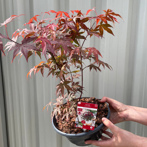 Acer palmatum 'Atropurpureum' -