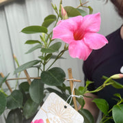 Mandevilla sanderi - Light Pink - On Frame -