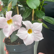 Mandevilla Sanderi Surprise Colour -
