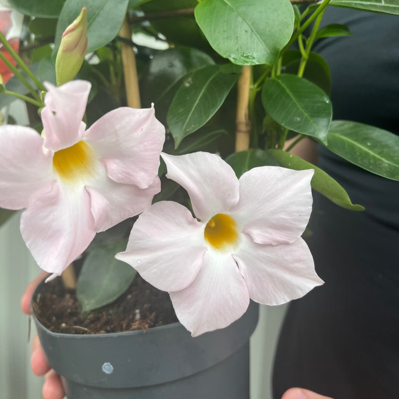 Mandevilla Sanderi Surprise Colour -