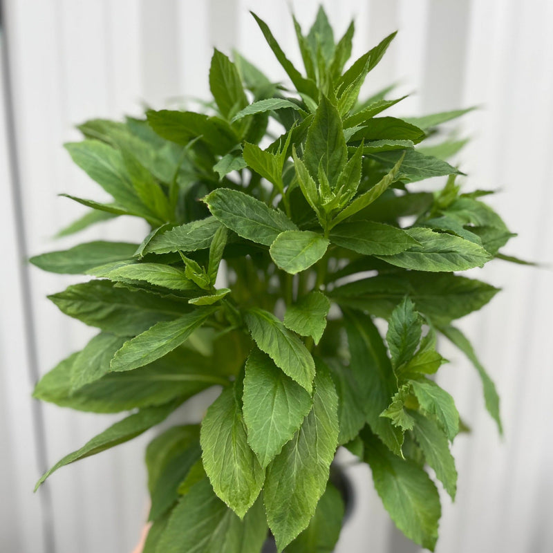 Lobelia × speciosa 'Fan Blue' 1.5L -