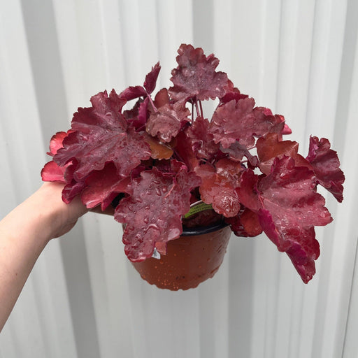Heuchera Sweet Princess 1.5L -