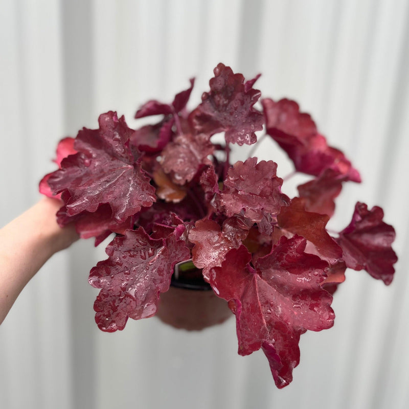 Heuchera Sweet Princess 1.5L -