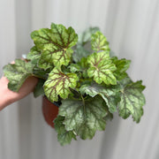 Heuchera 'American Marble' 9cm -