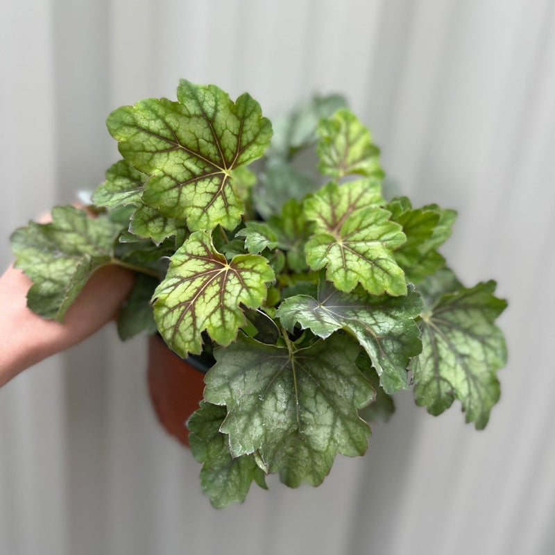 Heuchera 'American Marble' 9cm -