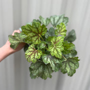 Heuchera 'American Marble' 9cm -