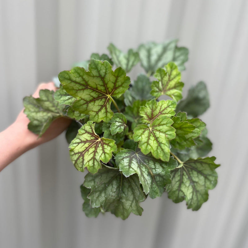 Heuchera 'American Marble' 9cm -