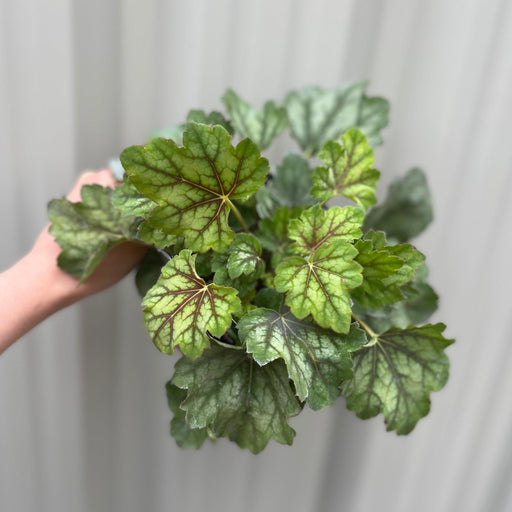 Heuchera 'American Marble' 9cm -