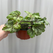 Heuchera 'American Marble' 9cm -
