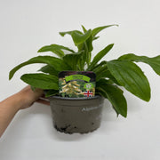 Digitalis grandiflora 'Carillon' Dwarf Foxglove 9cm -