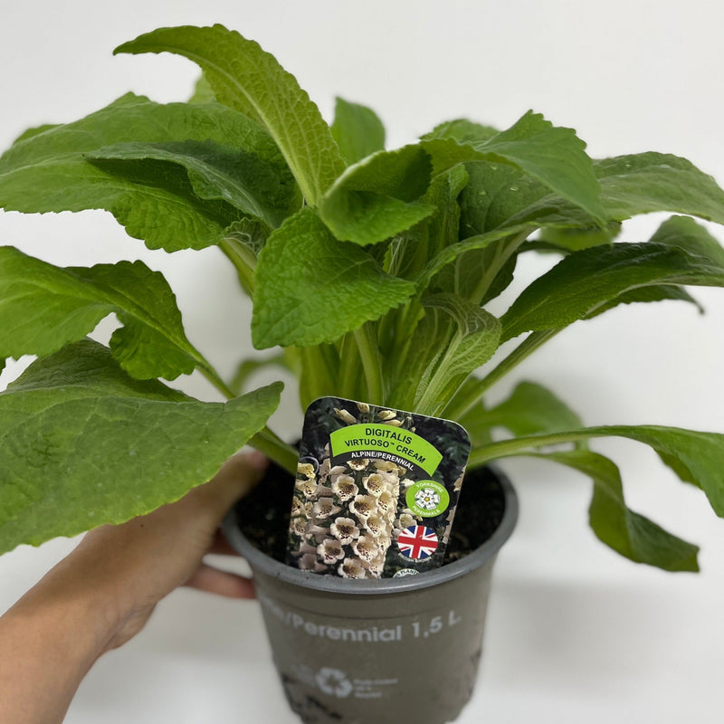 Digitalis purpurea Cream | (Foxglove) 1.5L -