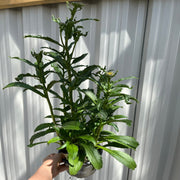 Leucanthemum 'Banana Cream' 9cm -