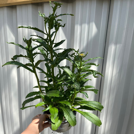 Leucanthemum 'Banana Cream' 9cm -