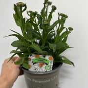Leucanthemum 'Ooh La Lagrande' 1.5L -