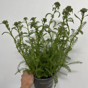 Achillea 'Cloth of Gold' 9cm/1.5L -