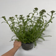 Achillea Terracotta 9cm -