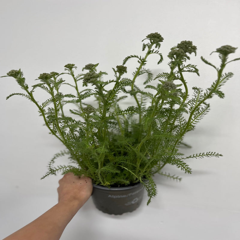 Achillea Terracotta 9cm -