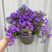 Campanula portenschlagiana 'Clockwise' 9cm/1.5L -