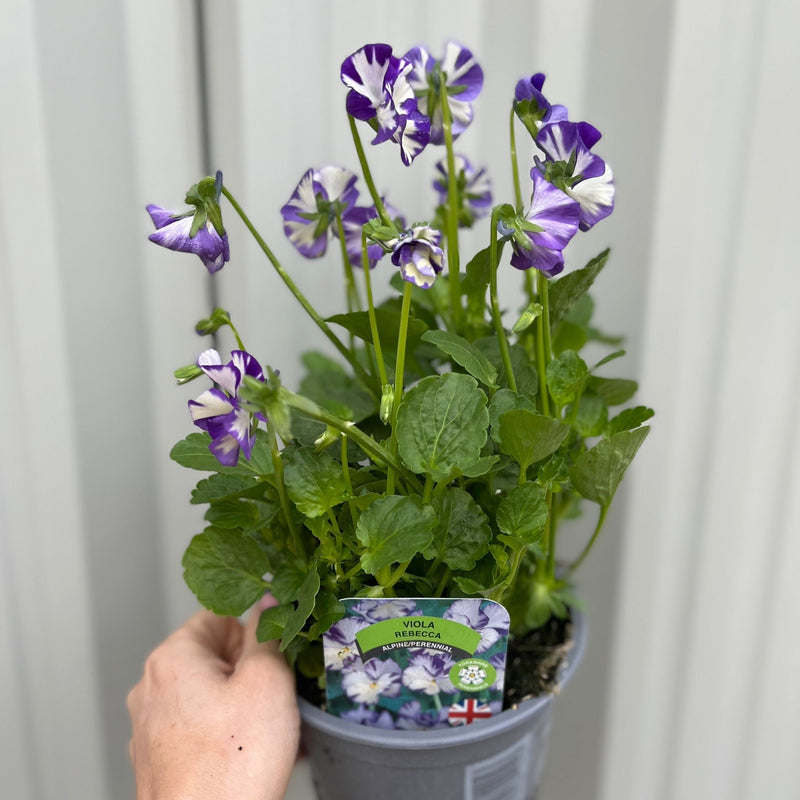 Viola - Rebecca 1.5L -