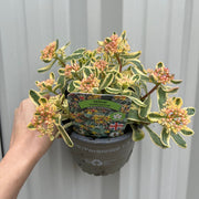 Sedum kamtschaticum 'Variegatum' 1.5L -