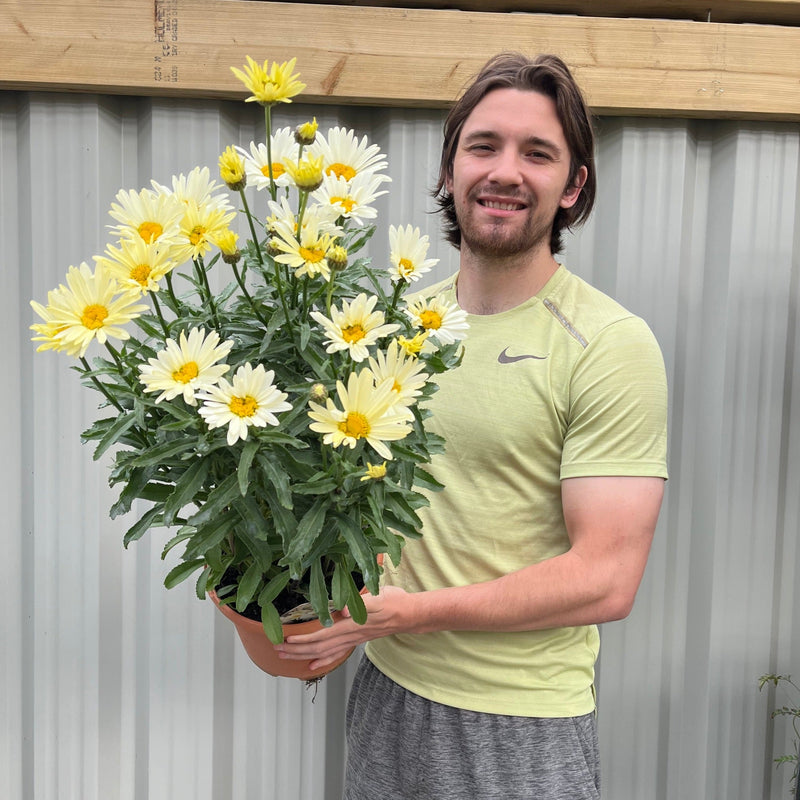 Leucanthemum Broadway Lights 1.5L / 2L -