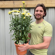 Leucanthemum Broadway Lights 1.5L / 2L -