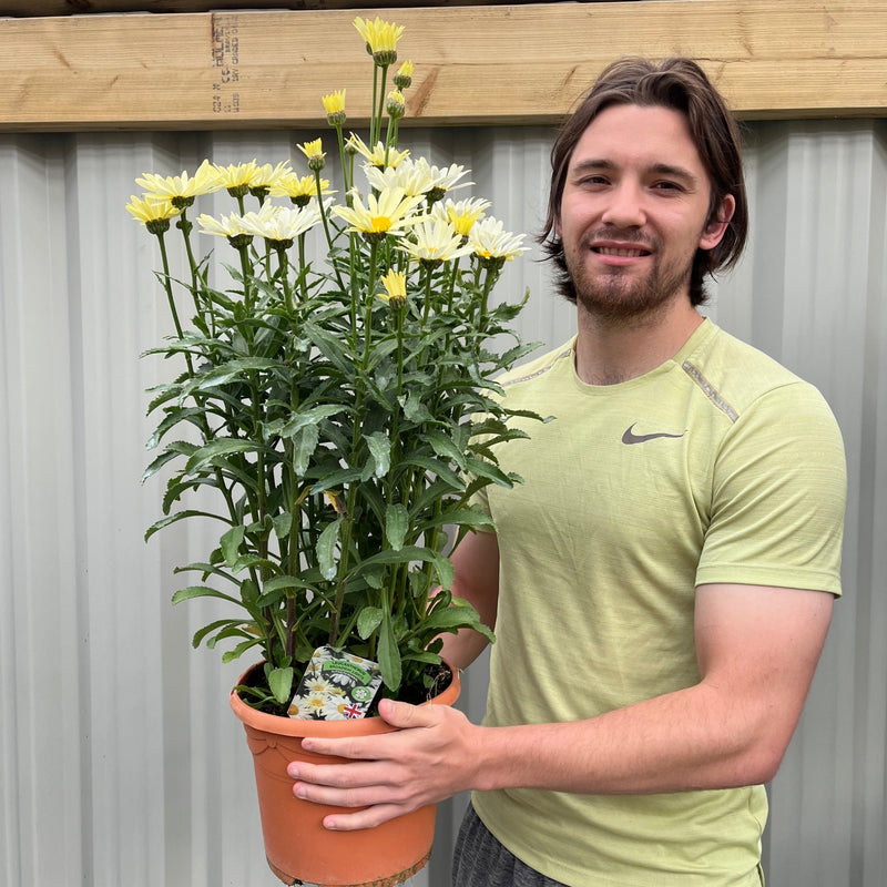 Leucanthemum Broadway Lights 1.5L / 2L -