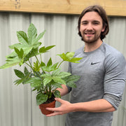 Fatsia japonica 9cm-5L -