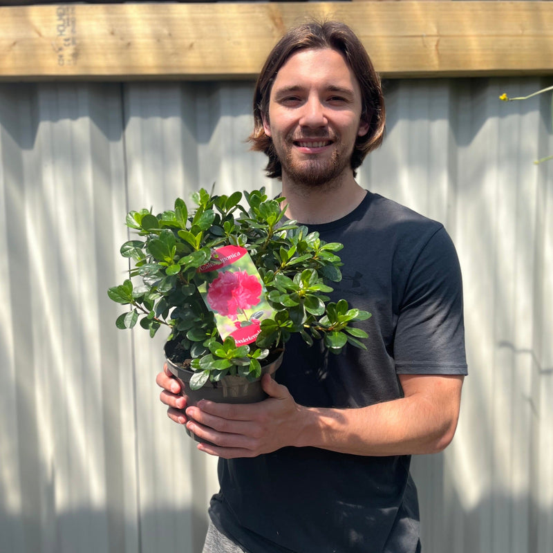 Azalea 'Moederkensdag' 1.5L -