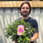 Azalea 'Blauwe Donau' 1.5L -