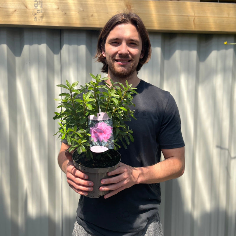 Azalea 'Roza' 2L -