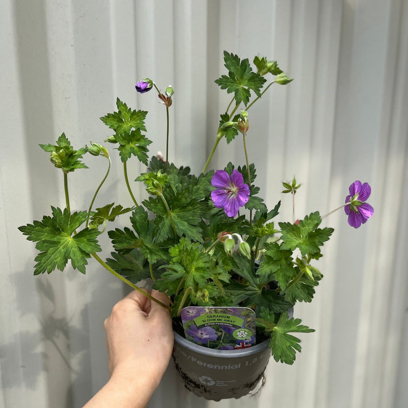 Geranium 'Bloom Me Away' 1.5L -