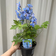 Delphinium Excalibur Light Blue/White 9cm/ 1.5L -