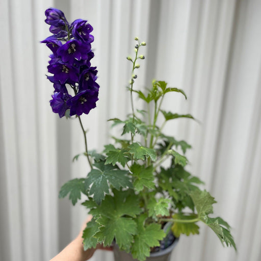 Delphinium 'Dark Blue Black Bee' 9cm/1.5L -