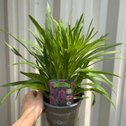 Liatris spicata Kobold 9cm/1.5L/3L -