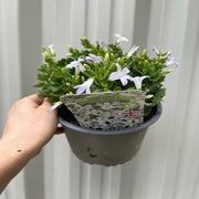 Campanula portenschlagiana 'White Blush' 1.5L -