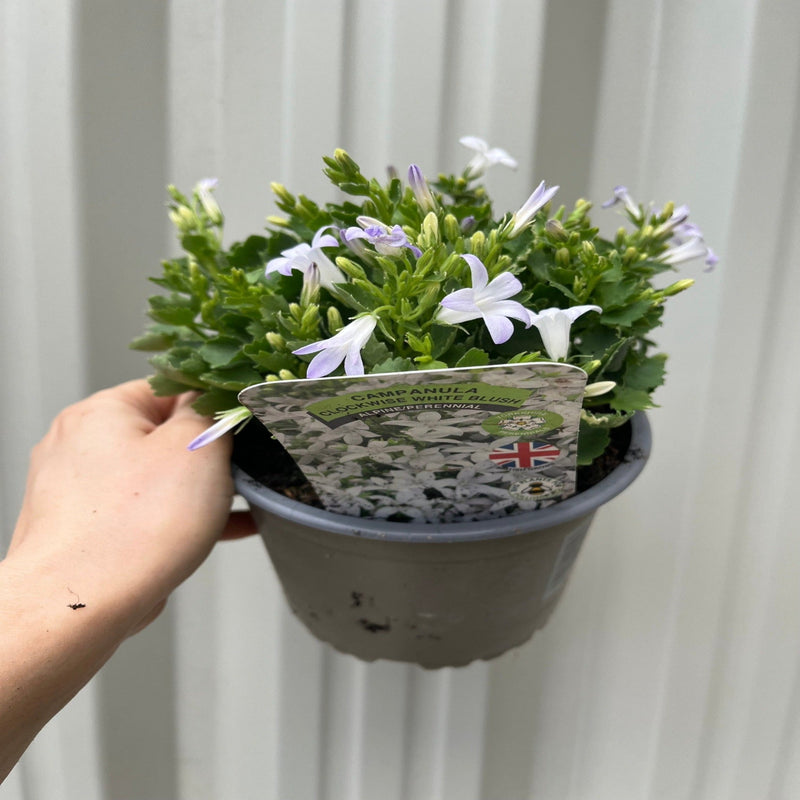 Campanula portenschlagiana 'White Blush' 1.5L -
